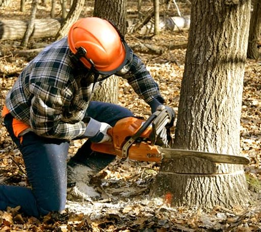 Tree Removal in Westerville, NE
